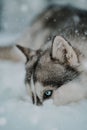 Siberian Husky is lying in the snow, gazing away into the distance with a contemplative expression