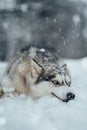 Siberian Husky is lying in the snow, gazing away into the distance with a contemplative expression