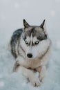 Siberian Husky is lying in the snow, gazing away into the distance with a contemplative expression