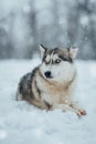 Siberian Husky is lying in the snow, gazing away into the distance with a contemplative expression