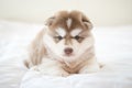 Siberian husky lying on white bed