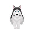 Siberian Husky lying, white and black purebred dog animal with blue eyes, front view vector Illustration on a white