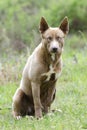 Siberian Husky mixed breed puppy dog with blue eye sitting Royalty Free Stock Photo