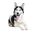 Siberian Husky, 6 months old Royalty Free Stock Photo