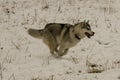 Siberian husky in moution, winter time, huskyâs natural environment.