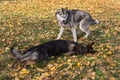 Siberian husky and multibred dog in basket muzzle are playing in the autumn park Royalty Free Stock Photo