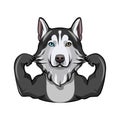 Siberian Husky with muscles. Dog breed. Vector illustration. Royalty Free Stock Photo