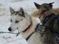 Siberian husky at Musher Camp in Finnish Lapland