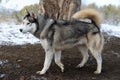 Siberian Husky in the natural environment Royalty Free Stock Photo