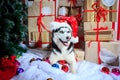 Siberian Husky in a New Year's cap near the Christmas tree Royalty Free Stock Photo