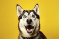 Siberian Husky with open mouth on yellow background