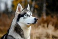 Siberian Husky - originally from Siberia