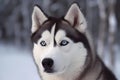 Siberian Husky - originally from Siberia (Generative AI)