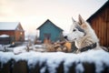 siberian husky overlooking snowy farmyard