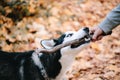 Siberian Husky playing with a stick