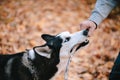 Siberian Husky playing with a stick