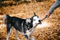 Siberian Husky playing with a stick