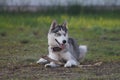 Siberian husky playing with a stick