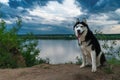 Siberian husky portrait. Husky dog with blue eyes sits on the river bank in the background of clouds. Dramatic summer landscape.