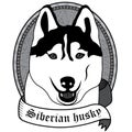 Siberian husky Portrait. Isolated Vector dog Illustration Royalty Free Stock Photo