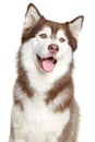 Siberian Husky portrait, isolated Royalty Free Stock Photo