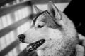 Siberian husky portrait in monochrome
