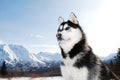 Siberian Husky posing Royalty Free Stock Photo