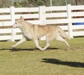 Siberian Husky Royalty Free Stock Photo