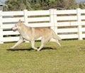 Siberian Husky Royalty Free Stock Photo