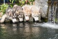 Siberian husky puppies drinking water