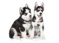 Siberian Husky puppies isolated on white Royalty Free Stock Photo