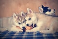 Siberian husky puppies purebred playing together with soft toy