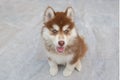 Siberian husky puppies are sitting on the floor and looking at the camera. Portrait of the Brown dog sitting on cement floor Royalty Free Stock Photo