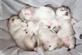 Siberian husky puppies sleeping with grey cotton