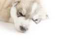 Siberian husky puppies sleeping with isolated background Royalty Free Stock Photo