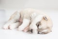 Siberian husky puppies sleeping with isolated background Royalty Free Stock Photo