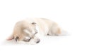 Siberian husky puppies sleeping with isolated background Royalty Free Stock Photo