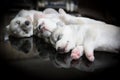 Siberian husky puppies sleeping with isolated background Royalty Free Stock Photo