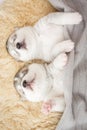 Siberian husky puppies sleeping with isolated background Royalty Free Stock Photo