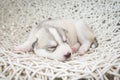 Siberian husky puppies sleeping with isolated background Royalty Free Stock Photo