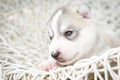 Siberian husky puppies sleeping with isolated background Royalty Free Stock Photo