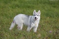 Siberian husky puppy