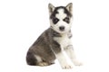 Siberian Husky Puppy Royalty Free Stock Photo