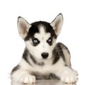 Siberian Husky puppy