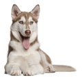 Siberian Husky puppy, 4 months old, lying Royalty Free Stock Photo