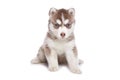 Siberian Husky puppy Royalty Free Stock Photo