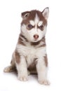 Siberian Husky puppy Royalty Free Stock Photo