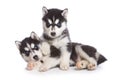 Siberian Husky puppy Royalty Free Stock Photo