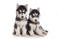 Siberian Husky puppy Royalty Free Stock Photo