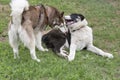 Siberian husky puppy and alabai puppy are playing on a green grass in the summer park. Central asian shepherd dog or